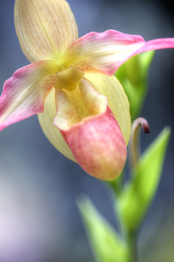 pink, orchid, flower, us botanical garden, macro, 
