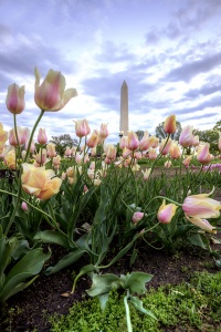 tulip, library, washington dc, washington monument, flowers, abpan, angela b pan, cloudy, sky