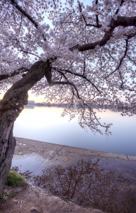 cherry blossoms, reflection, washington dc, sidewalk, tidal basin, sakura, flowers, puddle, rain, water, spring, tree,