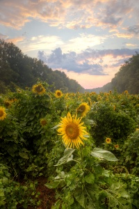sunflowers, maryland, sunset, landscape, mckee beshers, field,