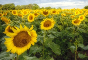 sunflowers, sad, wilting, sunrise, morning