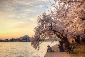 cherry blossoms, tidal basin, photographers, sunrise, jefferson memorial, washington dc, trees,