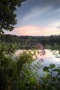 lake, flowers, fairview park, falls church, virginia, va, sunset, storm, pink, flowers
