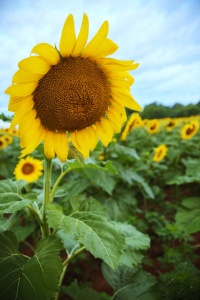 sunflower, sunflower field, maryland, md, sunrise, flower, hdr, summer, weather, usa, america, mckee beshers