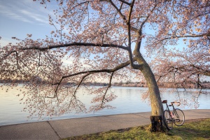 cherry blossoms, bike, fitness, dc, fittest city, washington dc, tidal basin, early morning, tree, sakura