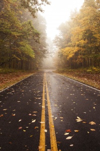skyline drive, shenandoah national park, park, trees, colror, leaves, autumn, fall, wet, travel, scenic drives