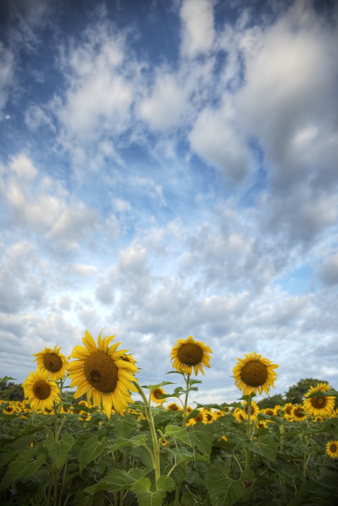 sunflowers, fields, summer, clouds, sunrise, yellow, md, va, dc