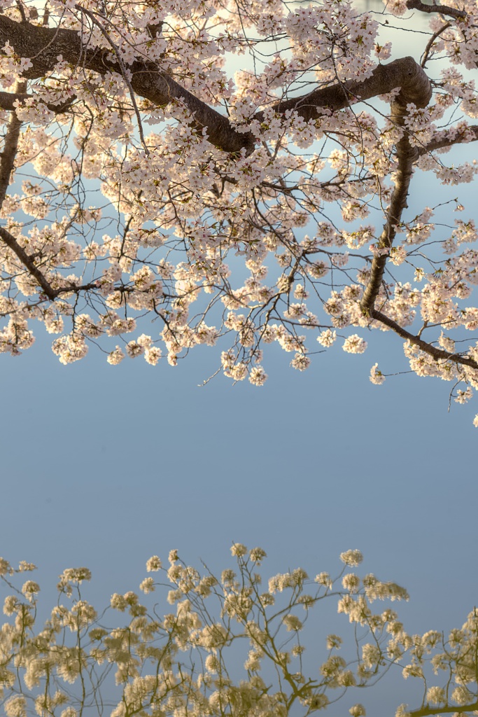 cherry blossoms, spring, tidal basin, sakura, japanese flower, tree, branch, washington dc, dc, flowers, reflection, travel, visit