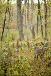 deer, great falls, park, virginia, bambi, trees, wildlife, va,