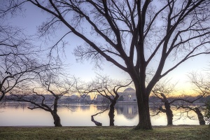 trees, tidal basin, jefferson memorial, water, sunrise, branches, washington dc, winter, travel