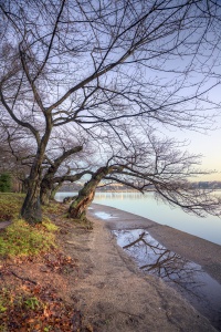 tidal basin, washington dc, trees, cherry blossom, winter, cold, branches, water, potomac, capitol, united states