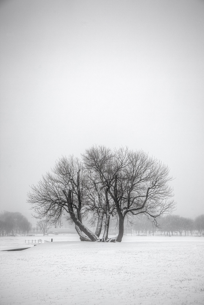 snow, tree, washington dc, #Closefcps, tree, washington monument, washington dc, weather, white, landscape, visit, winter