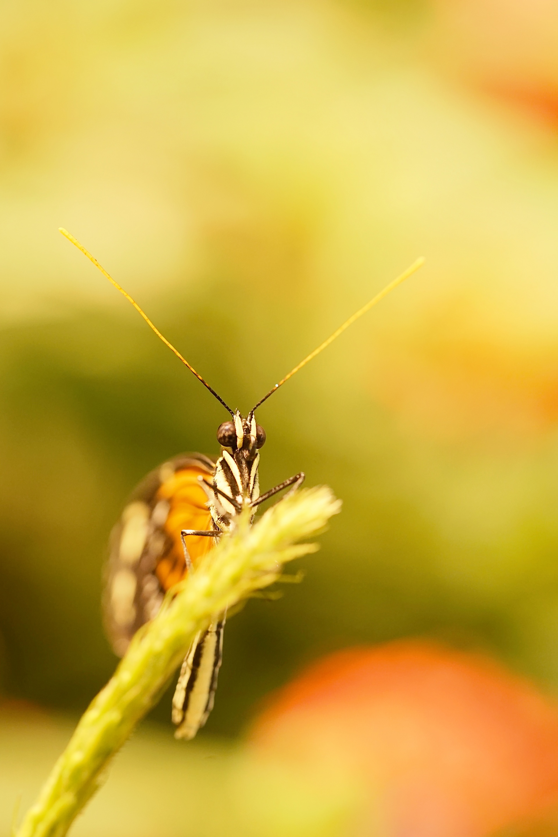 live butterfly exhibit