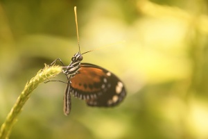 butterfly, live butterfly exhibit, smithsonian, institution, museum, washington dc, natural history, visit