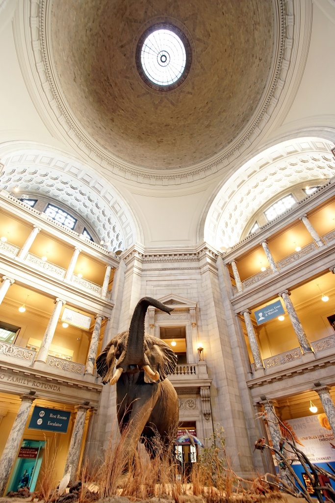 smithsonian, natural history, museum, national mall, elephant, architecture, walk in, interior, visit, arches
