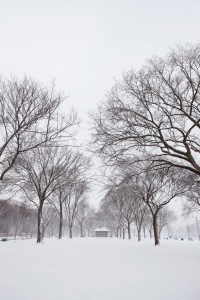 snow, trees, washington dc, snacks, refreshments, national mall, smithsonian, snow, weather, walk,