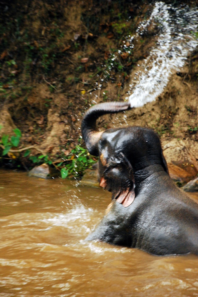 chiang mai, thailand, travel, elephant, baby elephant, cute, water, shower,