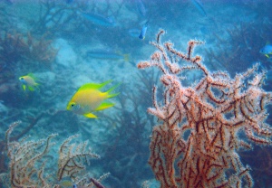 fish, underwater, thailand, krabi, orange,