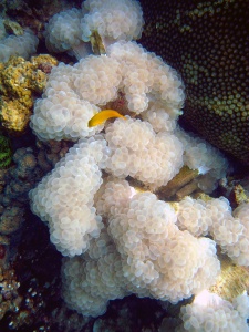 fish, underwater, thailand, krabi, orange,
