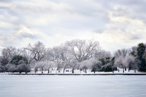 tidal basin, cherry blossom trees, washington dc, freezing rain, ice, snow, winter, white, landscape, winter, cold