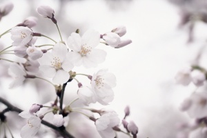 cherry blossoms, cherry blossoms dc, washington dc, macro, close up, flowers, trees, sakura, spring, clouds