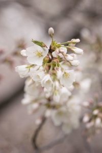 sakura, cherry blossoms, flower, macro, close up, washington dc, branch, spring