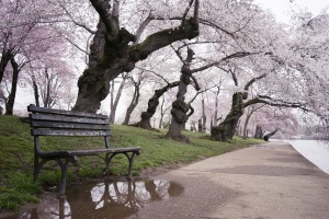clouds, rain, grey, mist, weather, spring, flowers, blooms, tidal basin, washington dc, cherry blossoms, trees, japan, gift, visit dc, bench, sakura
