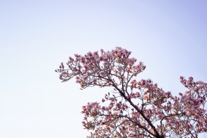 magnolia tree, spring, flowers, pink, washington dc, branch, simple