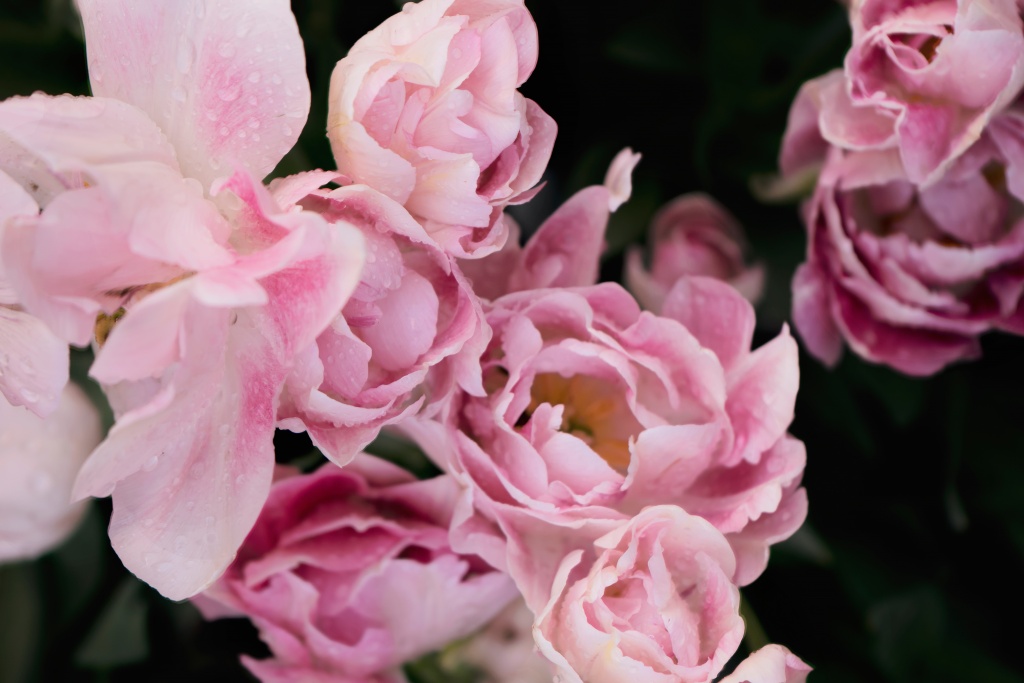 tulips, pink, roozengarde, washington, seattle, flowers, skagit, valley, garden