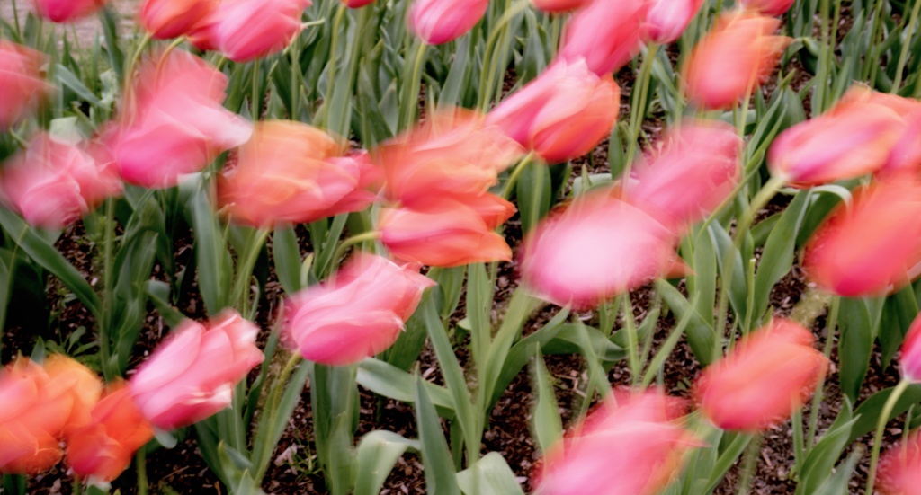 washington state, wa, tulips, festival, skagit valley, flowers, wind, roozengaarde