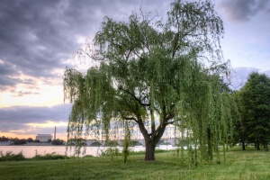 willow trees, washington dc, lincoln memorial, washington monument, gw parkway, george washington, sunrise, clouds, visit, running trail,