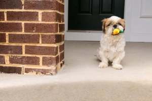 frankenstein, woopan, shih tzu, dog, summer, rain,