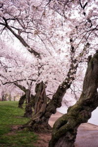 cherry blossoms, flowers, sakura, japanese, tidal basin, washington dc, trees
