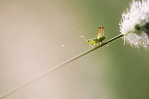 grasshopper, rain, macro, insect, bug