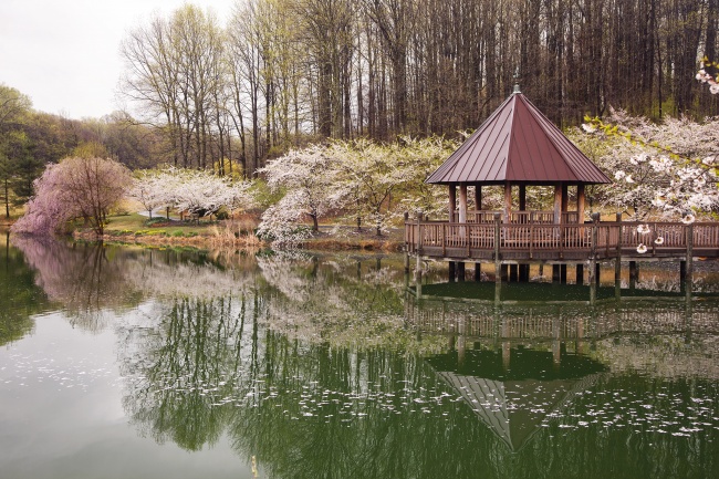 meadowlark, botanical gardens, vienna, virginia, va, reflection, landscape, nature, flowers, trees