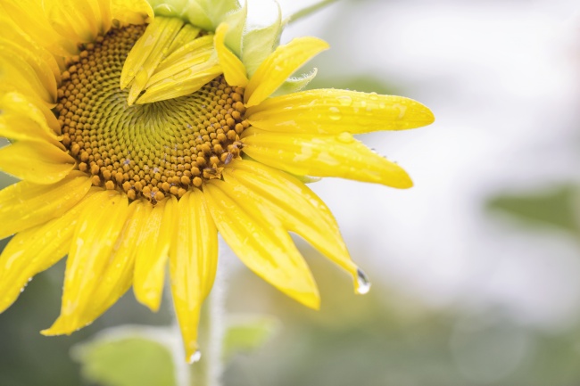 sunflower, poolesville, maryland, md, sunflower field, water, droplet, rain, puddles, mosquito, foggy