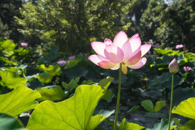 water lily, Nymphaeaceae, flowering plant, pond, water, pink, Green Spring Gardens, Virginia, va,