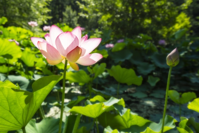 water lily, pink, flower, virginia, garden, lily pads,