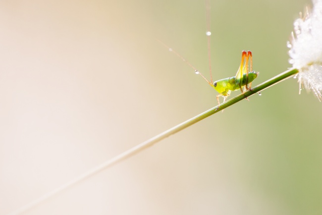 grasshopper, macro, close up, virginia, insect, bug, climb, flower