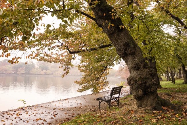 tidal basin, washington dc, fog, morning, early morning, autumn, fall, bench, visit, trees, changing colors, leaves, water