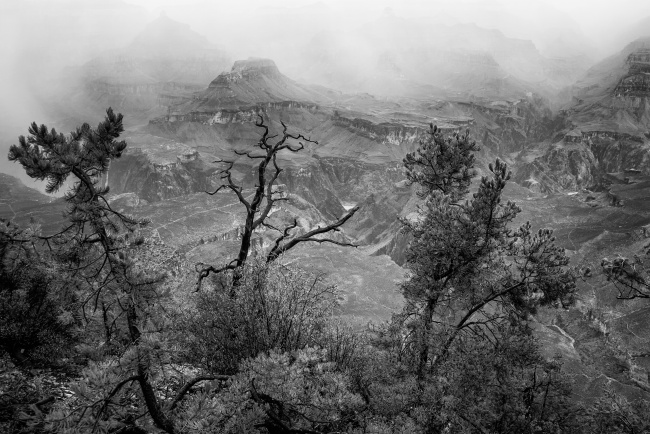 grand canyon, fog, storm, rain, arizona, travel, national park, black and white, trees, visit, south rim