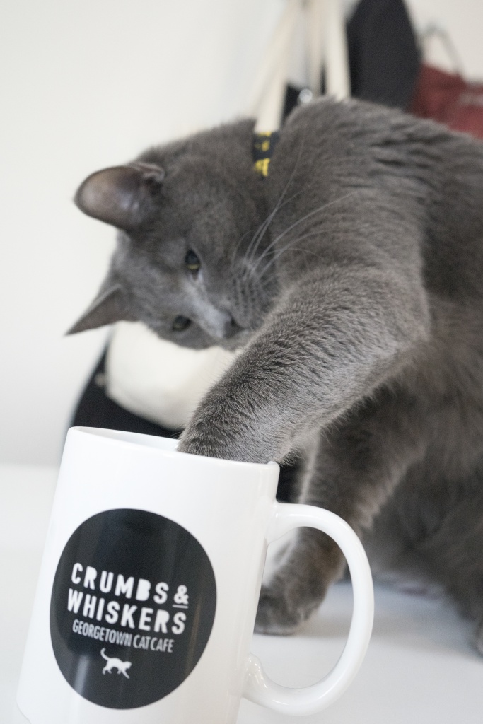 cat cafe, washington dc, georgetown, crumbs and whiskers, adoption, dessert, tea, coffee, cafe, reservations,