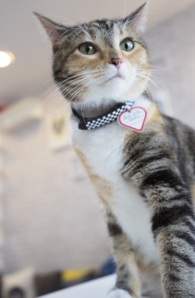 cat cafe, washington dc, georgetown, crumbs and whiskers, adoption, dessert, tea, coffee, cafe, reservations,