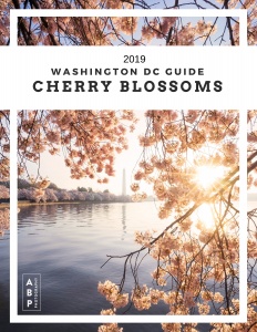 washington dc, cherry blossoms, guide, tips, tidal basin, washington monument, metro, parking, flowers, sakura, japanese,