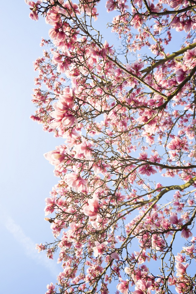 magnolia, tree, flower, spring, pink, japanese,
