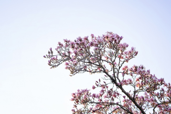 magnolia tree, flower, tree, washington dc, branch, pink, simple, spring, flower