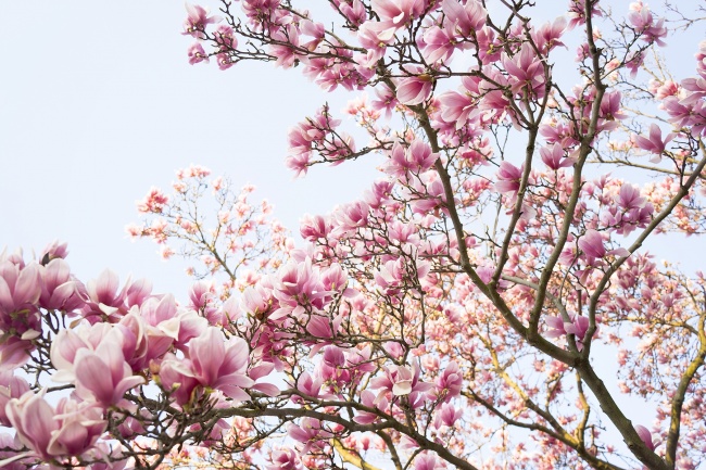 magnolia tree, flower, tree, washington dc, branch, pink, simple, spring, flower, smithsonian, castle, gardens, early morning, sunrise,