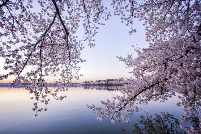 washington dc, cherry blossoms, flowes, sakura, tidal basin, sunrise, early morning, visit, spring, best time in dc, where to see cherry blossoms, trees,
