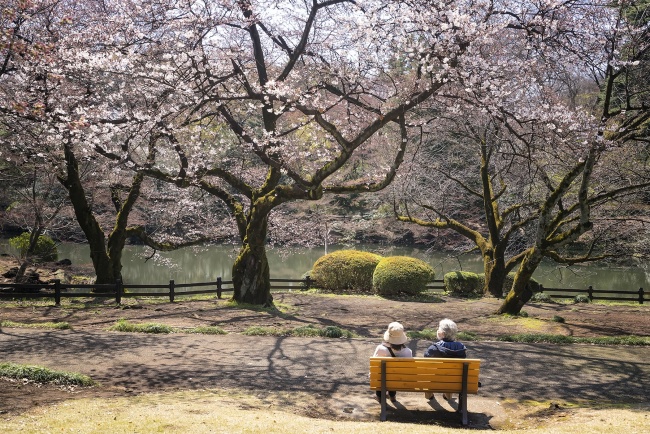 cherry blossoms, shinjuku, japan, gyoen, national garden, japan, travel, park, shibuya, park, sakura, flowers, girlfriends, rest, bench