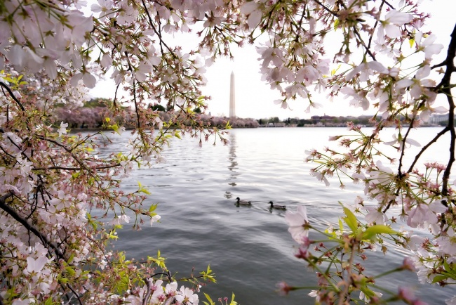 washington dc, cherry blossoms, washington monument, tidal basin, spring, flowers, sakura, pink, ducks, water, reflection, festival, visit, travel